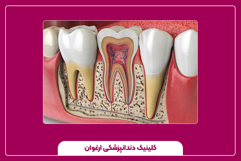 هر دندان چند کانال دارد؟ بررسی کامل تعداد کانالهای دندان